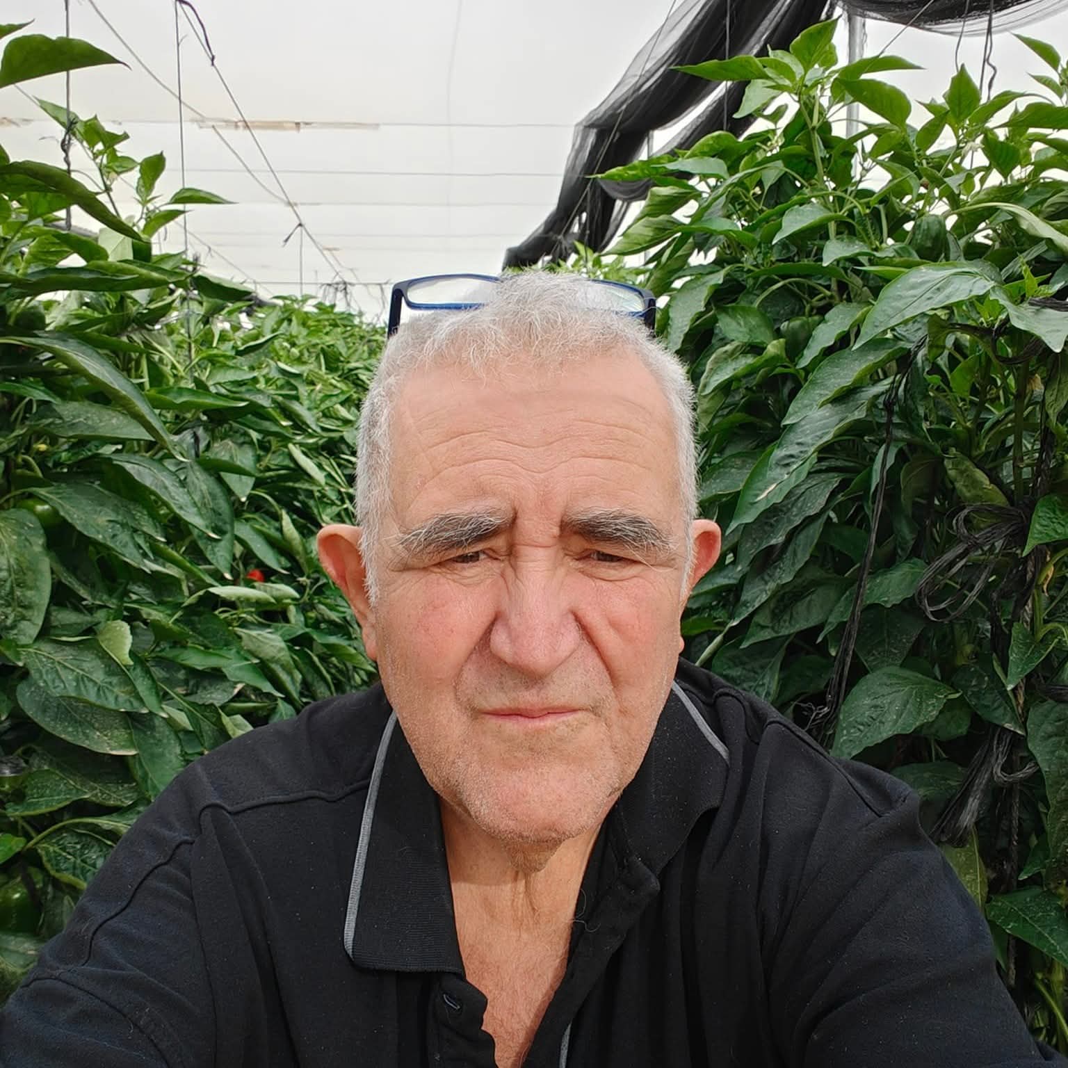 עדי בחממה